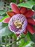 auteuil-029-serres-passiflora alata.JPG